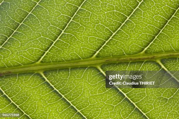 Nature. Gros plan sur nervures de feuilles.