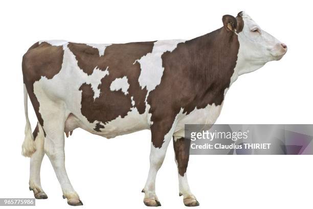 Agriculture. Elevage bovin. Vache montbeliarde detouree sur fond blanc.