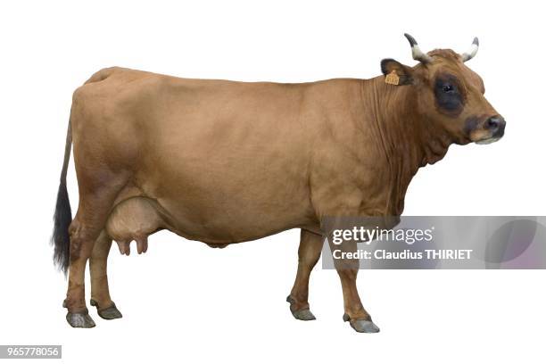 Agriculture. Vache tarine avec cornes, vue de profil, detourable.