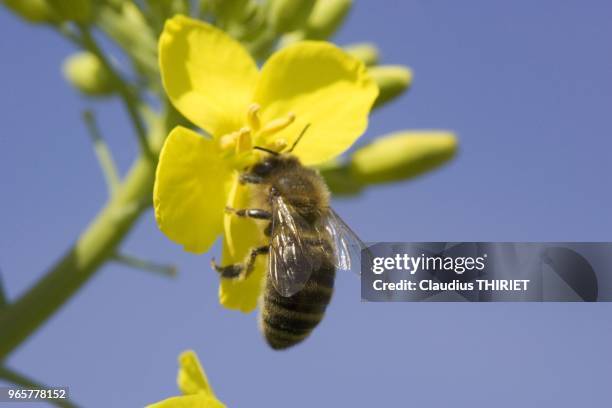 Agriculture. Colza en fleur. Abeille butinant, pollinisation. Risque pour les abeilles dus aux produits toxiques.