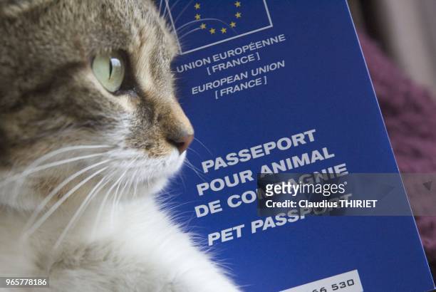Chat europeen et passeport pour le transport des animaux de compagnie.Reglementation du transports et voyages des animaux domestiques par l'union...