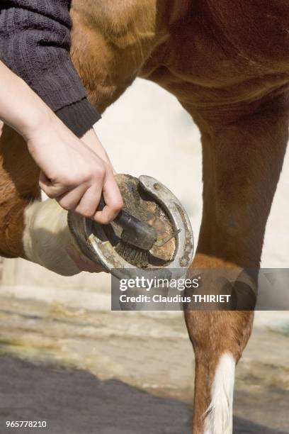 Elevage. Cheval. Adolescente curant le dessous des sabots de son cheval selle francais brun avec une curette apres l'avoir monter dans la carriere.