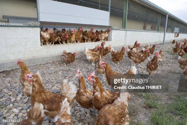 Agriculture. Elevage de volaille de race isabrown en plein air. Elevage fermier, traditionnel, bio. Poules en liberte sur parcours herbeux.