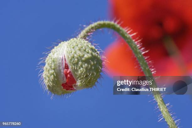 Eclosion d'un bourgeon de coquelicot. Impression d'une gueule ouverte.