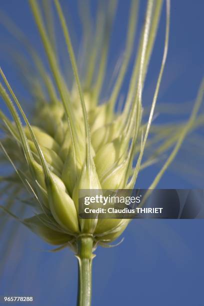 Agriculture. Cereales. Orge. Epi d'orge six rangs au stade remplissage des grains.