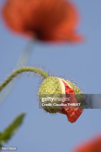 Eclosion d'un bourgeon de coquelicot. Impression d'une gueule ouverte.