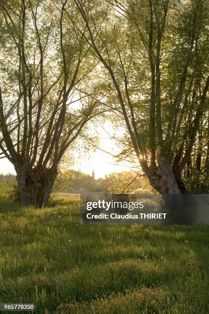 Paysage de campagne au crepuscule avec deux saules tetards.