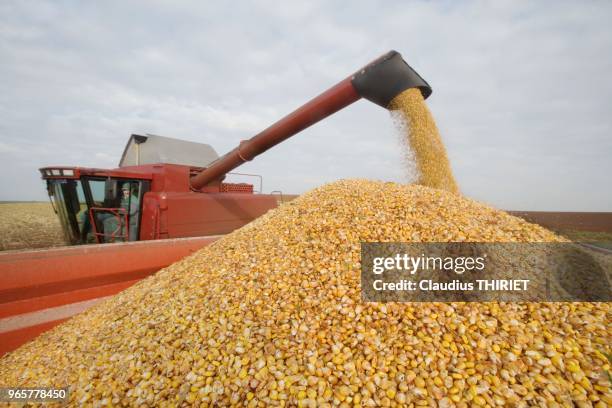 Agriculture.Recolte du mais grain avec une moissonneuse batteuse. Le mais est verse dans une remorque par la goulotte.