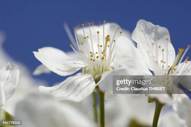 Branche fleurie de cerisier. Zoom sur les fleurs.