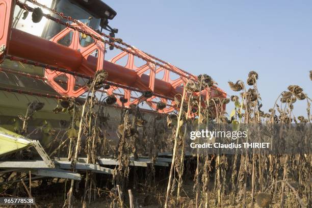 Agriculture. Moisson du tournesol.