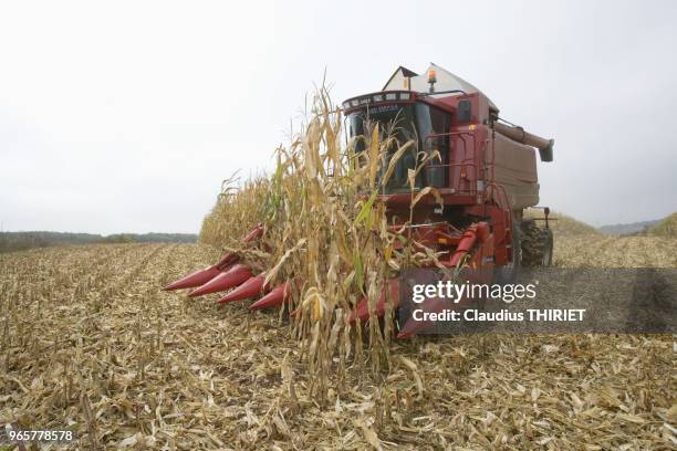 Agriculture.Recolte du mais grain avec une moissonneuse batteuse.