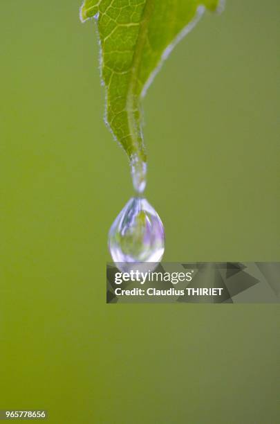 Chute d'une goutte de rosee d'une feuille.