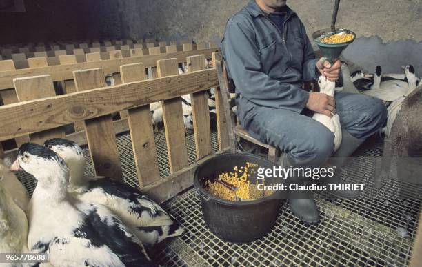 Agriculture. Elevage de canards mulards pour la production de foie gras. Methode traditionnelle. L'eleveur gave les canards en versant une dose de...