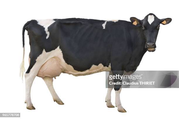 Agriculture. Elevage bovin holstein. Vache debout, de profil, sur fond blanc, detourable. Beau pis.
