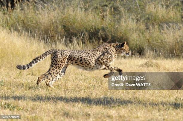 Guepard , Parc National, Namibie, Afrique.