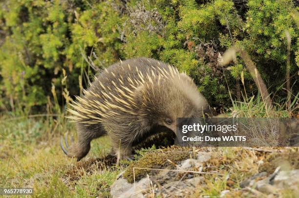 Echidne a nez court ou echidne australien, Australie.