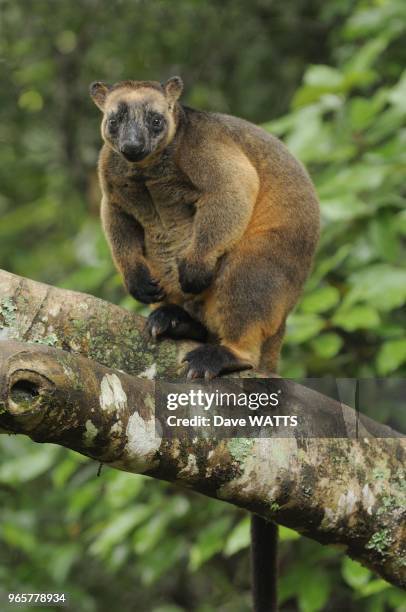 Dendrolague de Lumholtz ou kangourou arboricole, Plateau d'Atherton, Queensland, Australie.