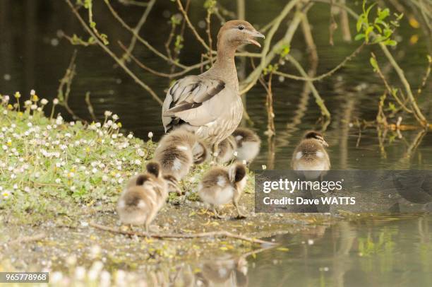 Canard à crinière et ses petits, Tasmanie, Autralie.