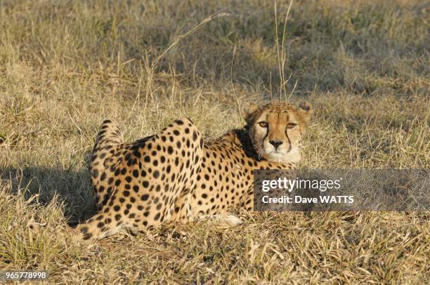 Guepard , Afrique.