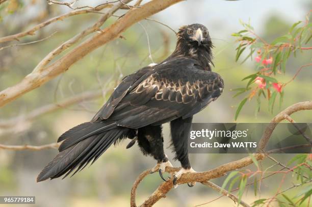 Aigle d'Australie ou Uraète, , Tasmanie, Australie.