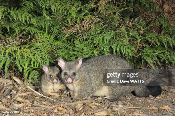 Phalanger-renard ou Opossum d'Australie, Tasmanie, Australie.