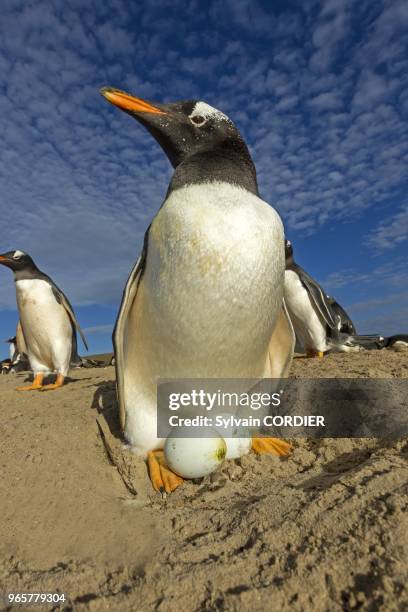 Falkland, Malouines, Ile de Saunders, Le neck, Manchot papou , sur le nid. Falkland Islands, Saunders island, The Neck, Gentoo Penguin?? , on the...