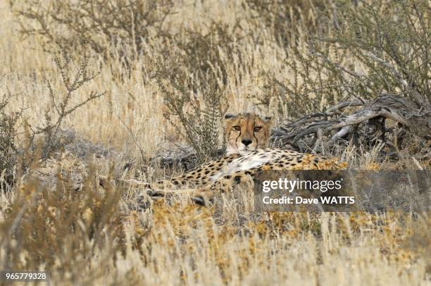 Guepard , Parc National de Kgalagadi, Afrique du Sud.