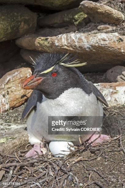 Falklands, Malouines, Ile de Saunders, Rockery, Gorfou sauteur subantarctique , nid. Falkland Islands, Saunders island, Rockery, Rockhopper penguin ,...