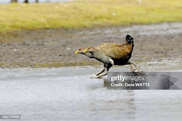 Gallinule de Tasmanie , Tasmanie, Australie.