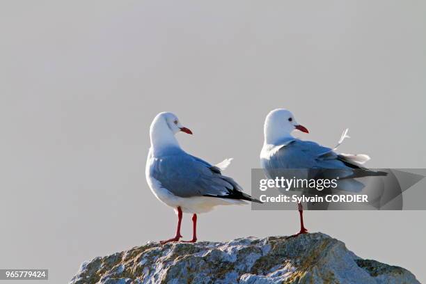 Afrique du Sud, Western Cape province, Betty's Bay, Stony Point , Mouette de Hartlaub .