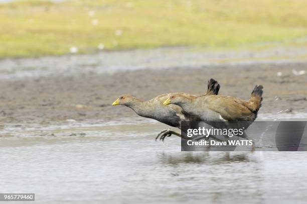 Gallinule de Tasmanie , Tasmanie, Australie.