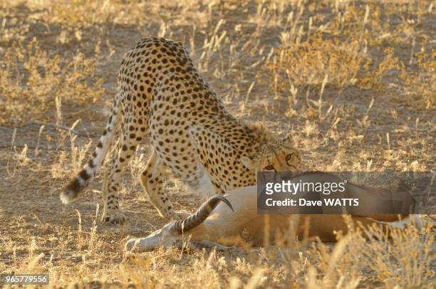 Guepard mangeant un springbok, Parc National de Kgalagadi, Afrique du Sud.