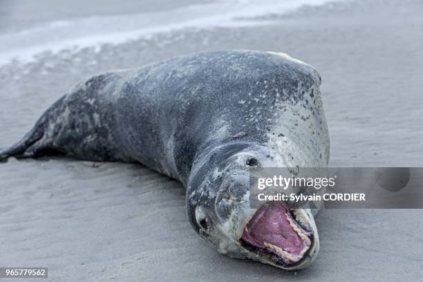 Falkland, Malouines, Ile de Saunders, Le neck, Leopard de mer sur la plage. Falkland Islands, Saunders island, Leopard Seal on the beach.