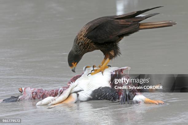 Falklands , Malouines , Ile de Saunders , Le Neck , Caracara austral , mangeant un cadavre de manchot papou .