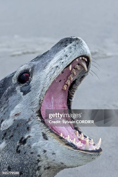 Falkland, Malouines, Ile de Saunders, Le neck, Leopard de mer sur la plage. Falkland Islands, Saunders island, Leopard Seal on the beach.