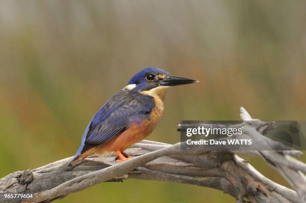 Martin-pecheur a dos bleu , Tasmanie, Australie.