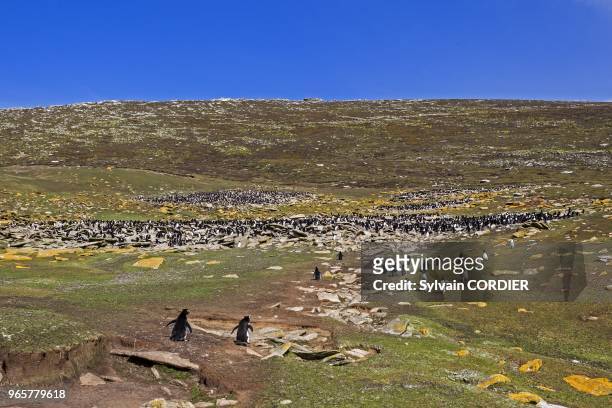 Falklands, Malouines, Ile de Saunders, Rockery, Gorfou sauteur subantarctique . Falkland Islands, Saunders island, Rockery, Rockhopper penguin .