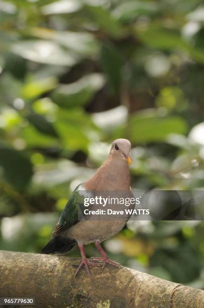 Colombe turvert , Queensland, Australie.