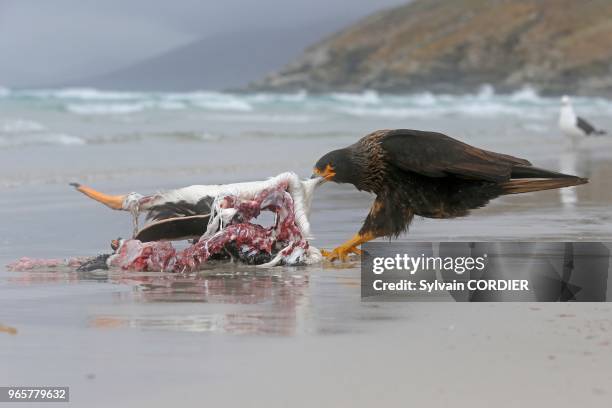 Falklands , Malouines , Ile de Saunders , Le Neck , Caracara austral , mangeant un cadavre de manchot papou .