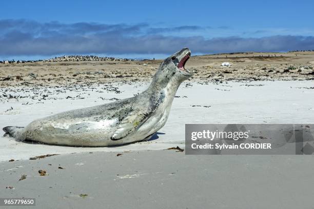 Falkland, Malouines, Ile de Saunders, Le neck, Leopard de mer sur la plage. Falkland Islands, Saunders island, Leopard Seal on the beach.