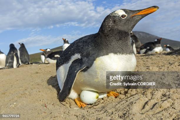Falkland, Malouines, Ile de Saunders, Le neck, Manchot papou , sur le nid. Falkland Islands, Saunders island, The Neck, Gentoo Penguin?? , on the...