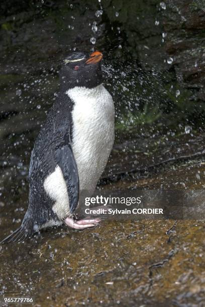 Falklands, Malouines, Ile de Saunders, Rockery, Gorfou sauteur subantarctique , la douche. Falkland Islands, Saunders island, Rockery, Rockhopper...