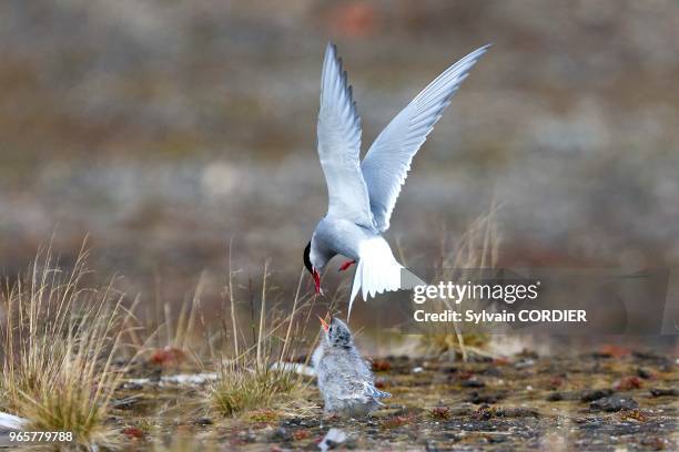 Norvège, Archipel du Svalbard, Spitzberg, Sterne arctique , un adulte nourrit un jeune.