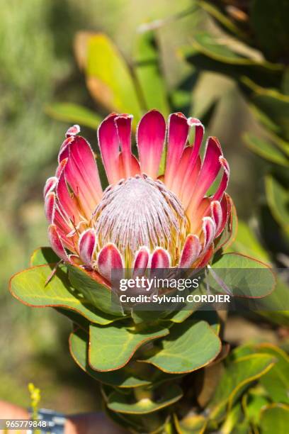 Afrique du Sud, Western Cape province, Betty's Bay, Stony Point, Protea compacta.