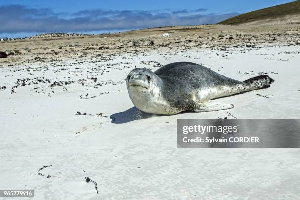 Falkland, Malouines, Ile de Saunders, Le neck, Leopard de mer sur la plage. Falkland Islands, Saunders island, Leopard Seal on the beach.