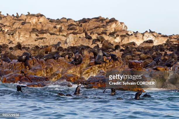 Afrique du Sud, Gansbaii, Seal Island, Otarie à fourrure d'Afrique du Sud .