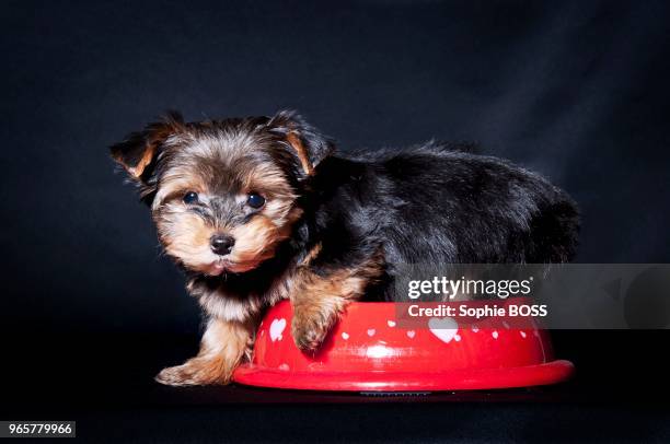 Chien de race Yorkshire Terrier dans sa gamelle rouge.