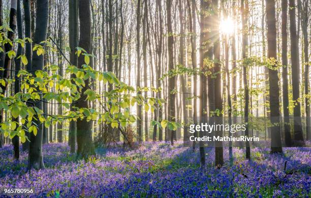 amazing forest of bluebells : hallerbos - waterloo belgique photos et images de collection