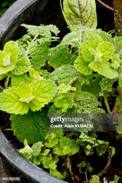 Mentha rotundifolia.