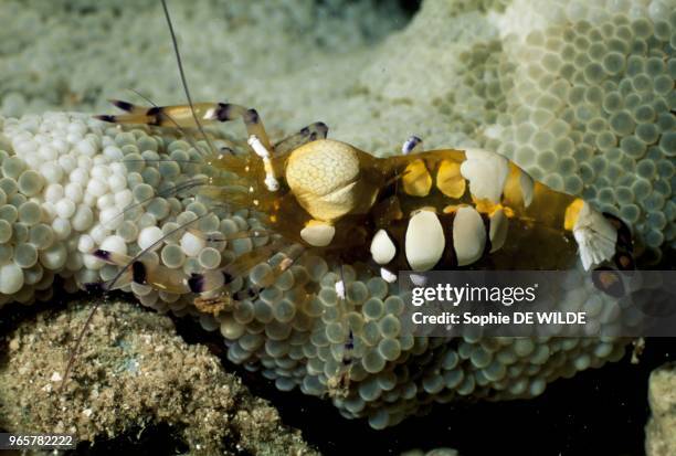 Tonga islands, Vava'u Group, Peacok-Tail, anemone shrimp Tonga islands.